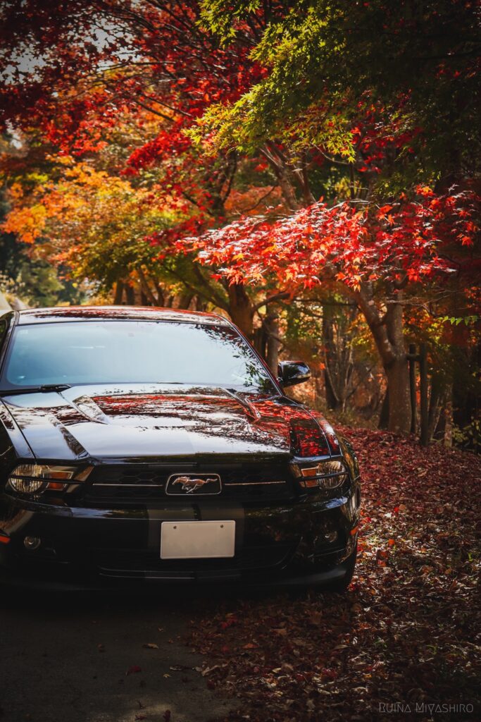 フォード　マスタング　紅葉